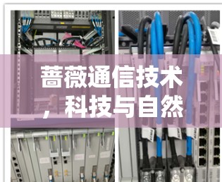蔷薇通信技术，科技与自然的完美融合